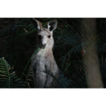 Canon RF 200-800mm f/6.3-9 IS USM Lens - Image 9