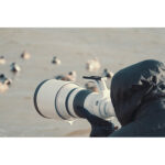 Canon RF 800mm f/5.6 L IS USM Lens - Image 6