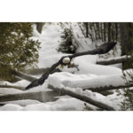 Canon RF 800mm f/5.6 L IS USM Lens - Image 7