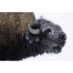 Canon RF 800mm f/5.6 L IS USM Lens - Image 8