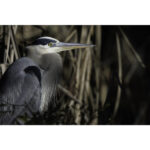 Canon RF 800mm f/5.6 L IS USM Lens - Image 9