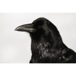 Canon RF 800mm f/5.6 L IS USM Lens - Image 10