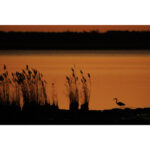 Canon RF 800mm f/5.6 L IS USM Lens - Image 11