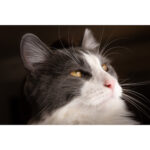 Leica Vario-Elmarit-SL 28-70mm f/2.8 ASPH. Lens - Image 10