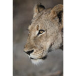 Nikon NIKKOR Z 100-400mm f/4.5-5.6 VR S Lens - Image 17