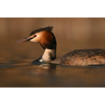 Nikon NIKKOR Z 180-600mm f/5.6-6.3 VR Lens - Image 8