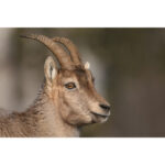 Nikon NIKKOR Z 180-600mm f/5.6-6.3 VR Lens - Image 9