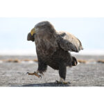 Nikon NIKKOR Z 180-600mm f/5.6-6.3 VR Lens - Image 10