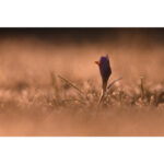 Nikon NIKKOR Z 180-600mm f/5.6-6.3 VR Lens - Image 11