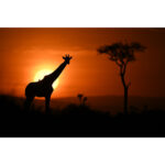 Nikon NIKKOR Z 400mm f/2.8 TC VR S Lens - Image 13