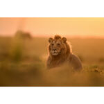 Nikon NIKKOR Z 400mm f/2.8 TC VR S Lens - Image 14