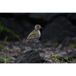 Nikon NIKKOR Z 400mm f/4.5 VR S Lens - Image 5