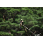 Nikon NIKKOR Z 600mm f/4 TC VR S Lens - Image 13