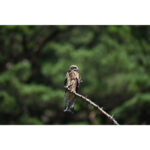 Nikon NIKKOR Z 600mm f/4 TC VR S Lens - Image 14