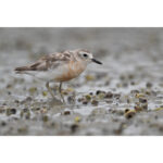 Nikon NIKKOR Z 800mm f/6.3 VR S Lens - Image 13