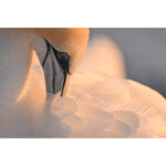 Nikon NIKKOR Z 800mm f/6.3 VR S Lens - Image 16