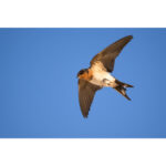 Nikon NIKKOR Z 800mm f/6.3 VR S Lens - Image 17