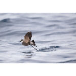 Nikon NIKKOR Z 800mm f/6.3 VR S Lens - Image 18