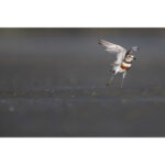 Nikon NIKKOR Z 800mm f/6.3 VR S Lens - Image 19