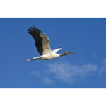 Nikon Z6 III Mirrorless Camera Body - Image 18