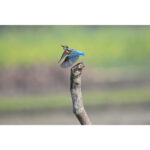 Nikon Z6 III Mirrorless Camera Kit 28-400mm f/4-8 Lens - Image 13