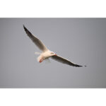 Nikon Z6 III Mirrorless Camera Kit 50mm f/1.4 Lens - Image 11