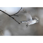 Nikon Z8 Mirrorless Camera Kit 180-600mm f/5.6-6.3 Lens - Image 12