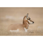 Nikon Z8 Mirrorless Camera Kit 24-120mm f/4 Lens - Image 14