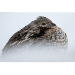 Nikon Z8 Mirrorless Camera Kit 24-120mm f/4 Lens - Image 15