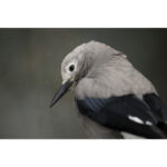 Nikon Z8 Mirrorless Camera Kit 24-120mm f/4 Lens - Image 16