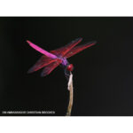 OM SYSTEM OM-1 Mark II Mirrorless Camera Body (Body Only) - Image 11