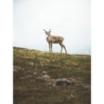 OM SYSTEM OM-5 Mirrorless Camera Kit 12-45mm f/4 PRO Lens (Black) - Image 8