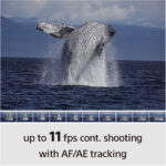 Sony a6100 Mirrorless Camera Body - Image 19