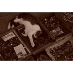 Sony ZV-E10 II Mirrorless Camera Body (White) - Image 18